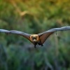 Kalon australsky - Pteropus poliocephalus - Gray-headed Flying Fox 0766